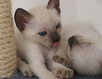 Katzenbabies