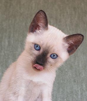 Katzenzunge