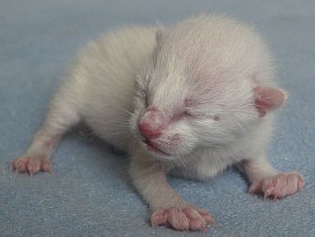 Katzenbaby der Rasse Thai, 8 Stunden alt