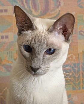 Siamkatze Melissa of Chiang Mai, Farbe: lilac-point, ca. 3 Jahre