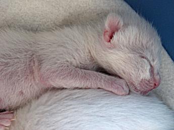 Thaikatzenbaby wenige Tage alt, Cattery of Chiang Mai