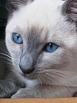 Thaikater