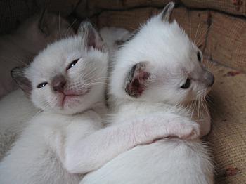 Katze, Farbe bluepoint