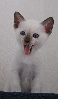 Thaikatzenbaby