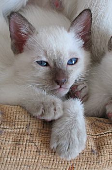 Thaikatzenbaby