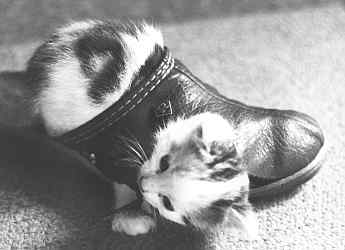 Pantoffeltierchen