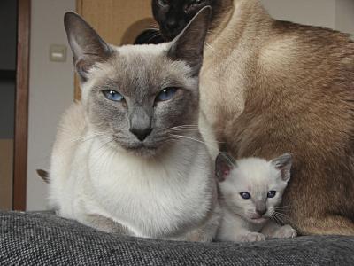 Thaikatzen