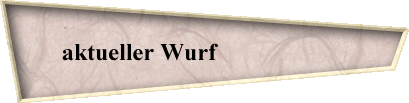 aktueller Wurf                      