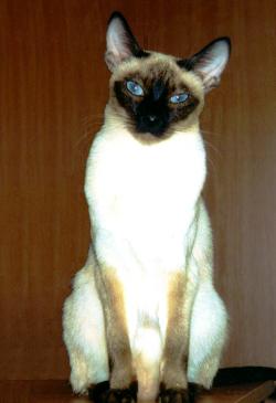 Thaikatze Sky Eyes Jasmin, Cattery of Chiang Mai, sealpoint, 3 Jahre